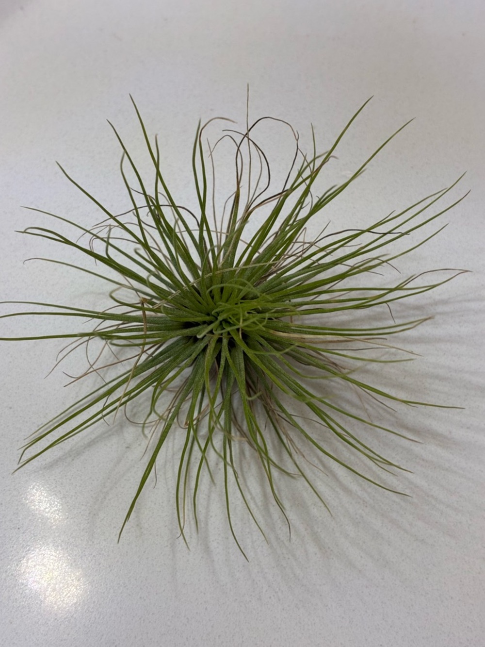 Air Plant + Air Plant Holder - Picture 4 of 5